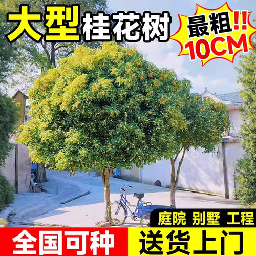 【全网热卖top】四季桂花树苗