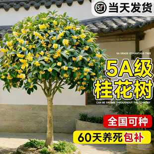 正宗金桂花树苗庭院地栽花卉盆栽四季桂小叶桂花老桩大树室外别墅