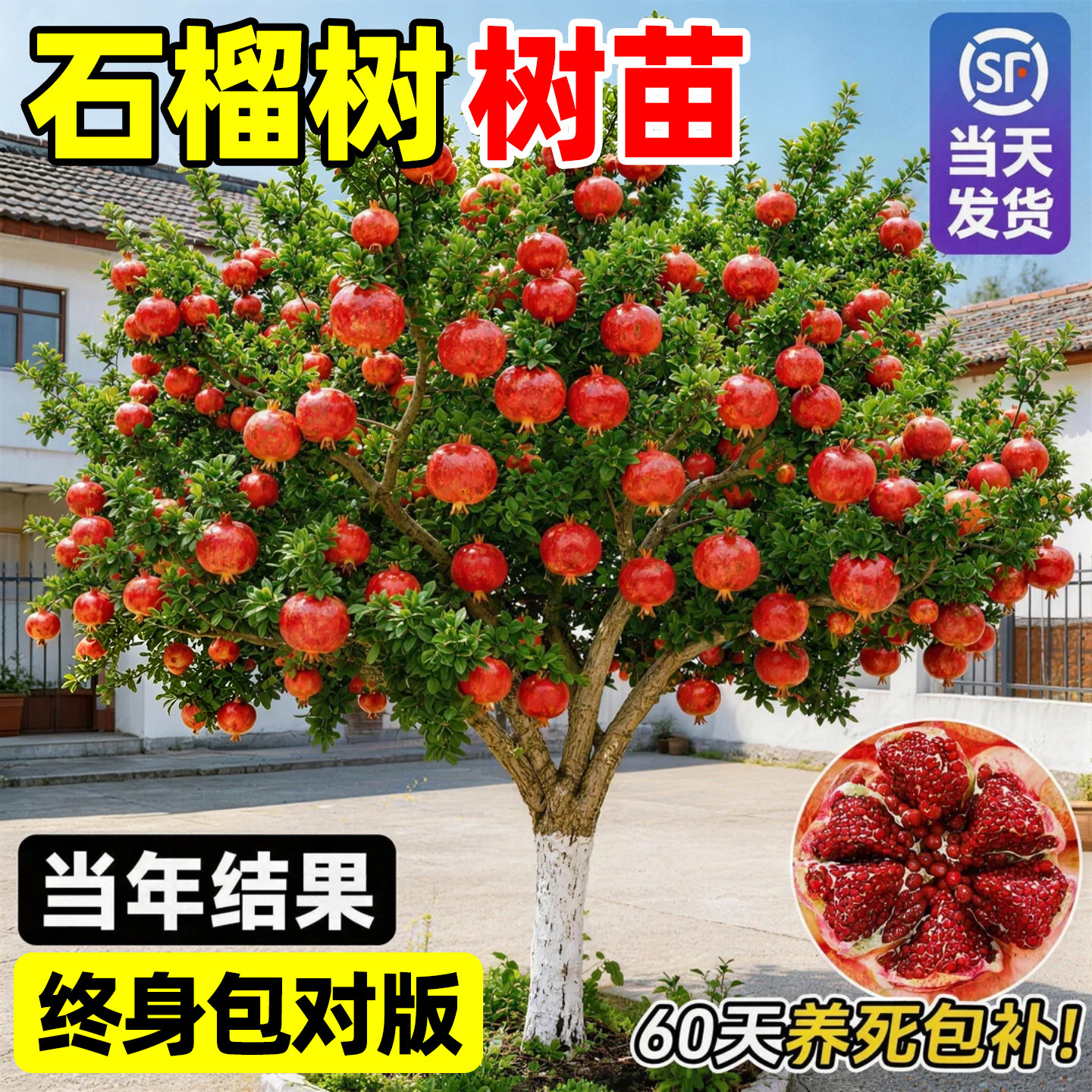 【平台推荐】石榴树树苗图片