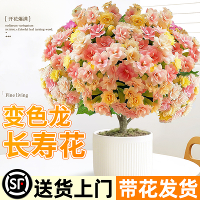 全网热销10万+大盆重瓣长寿花