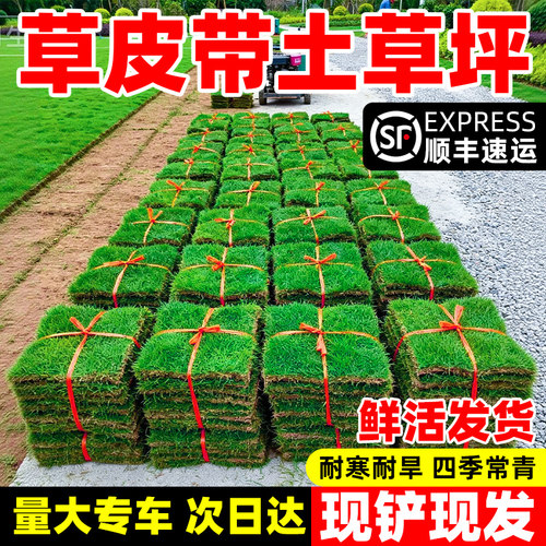 【全网热销5万+】草皮真草坪