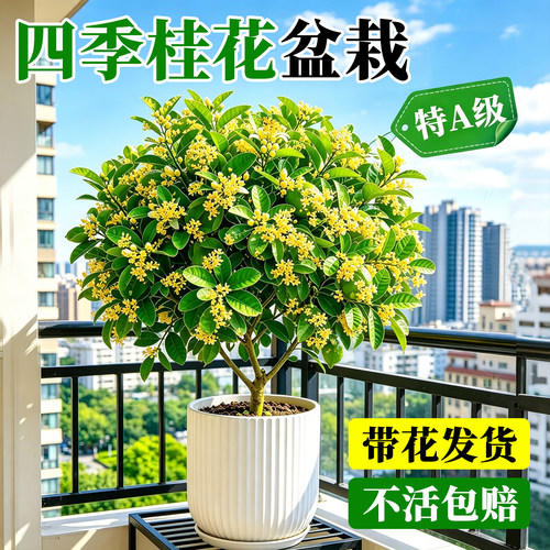 【热销第一名】精品四季桂花盆栽