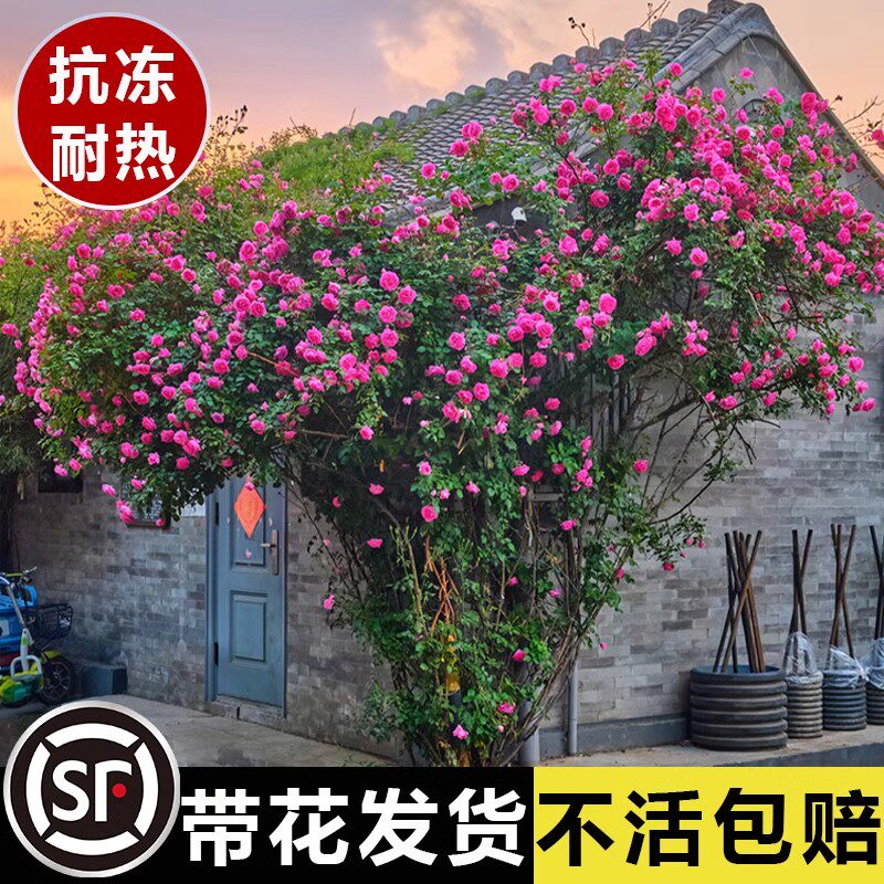 蔷薇爬藤月季花苗玫瑰盆栽大花浓香庭院阳台藤本植物花卉四季开花