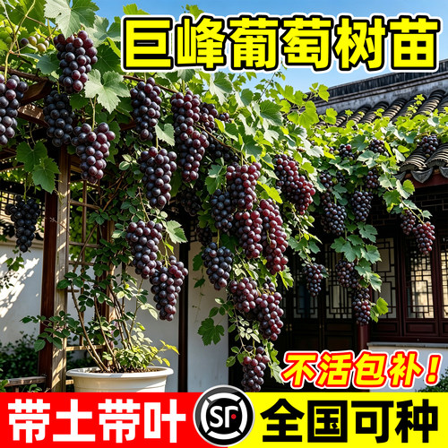 【爆款热销10万+】巨峰葡萄树