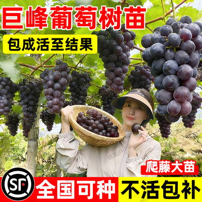【全网热销5万+】特大巨峰葡萄树