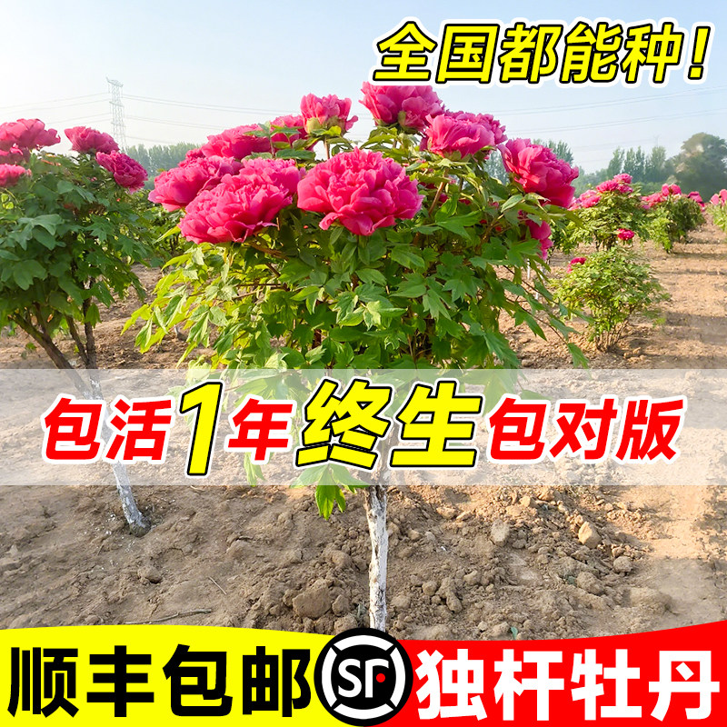 独杆牡丹花树苗正宗重瓣带花苞菏泽洛阳牡丹花苗盆栽芍药花卉植物图片