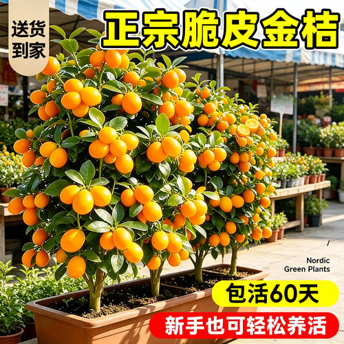 【平台推荐】正宗脆皮金桔