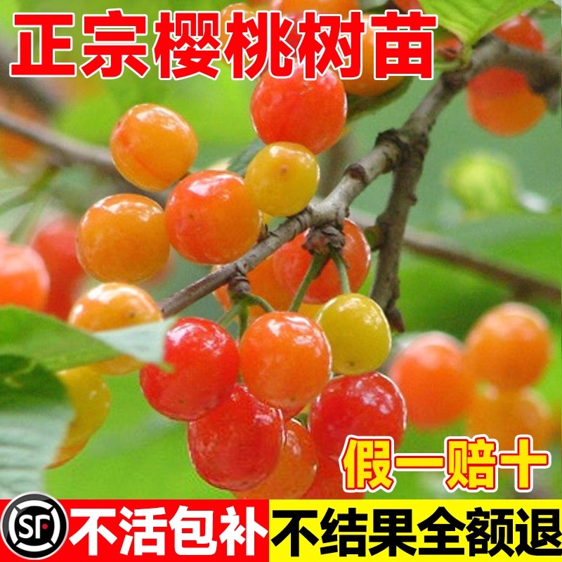 樱桃树苗特大中华小土樱桃车厘子红妃果苗南北方种植