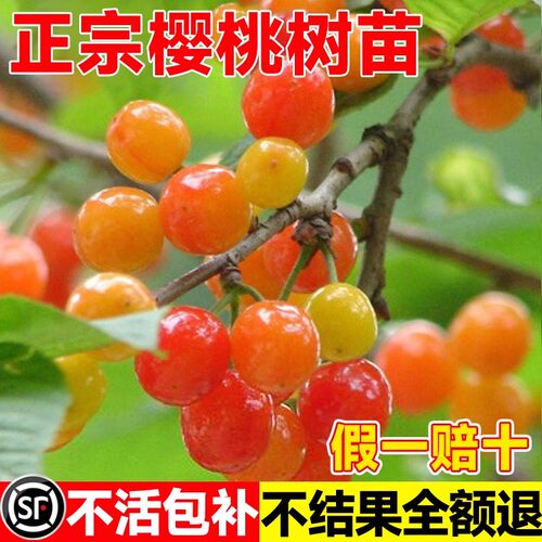 樱桃树苗特大中华小土樱桃车厘子红妃果苗南北方种植