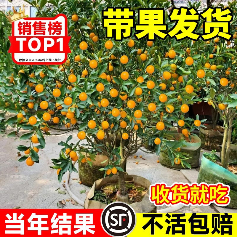 正宗广西脆皮金桔树带果橘子