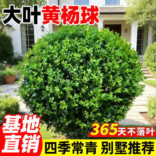 【热销榜top产品】黄杨球