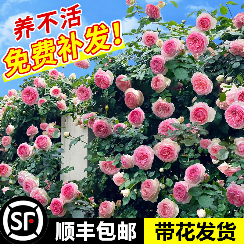蔷薇花苗爬藤月季花卉植物盆栽特大苗室外庭院爬墙月季玫瑰花树苗