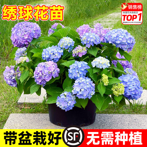 【带盆栽好】绣球花苗庭院好养