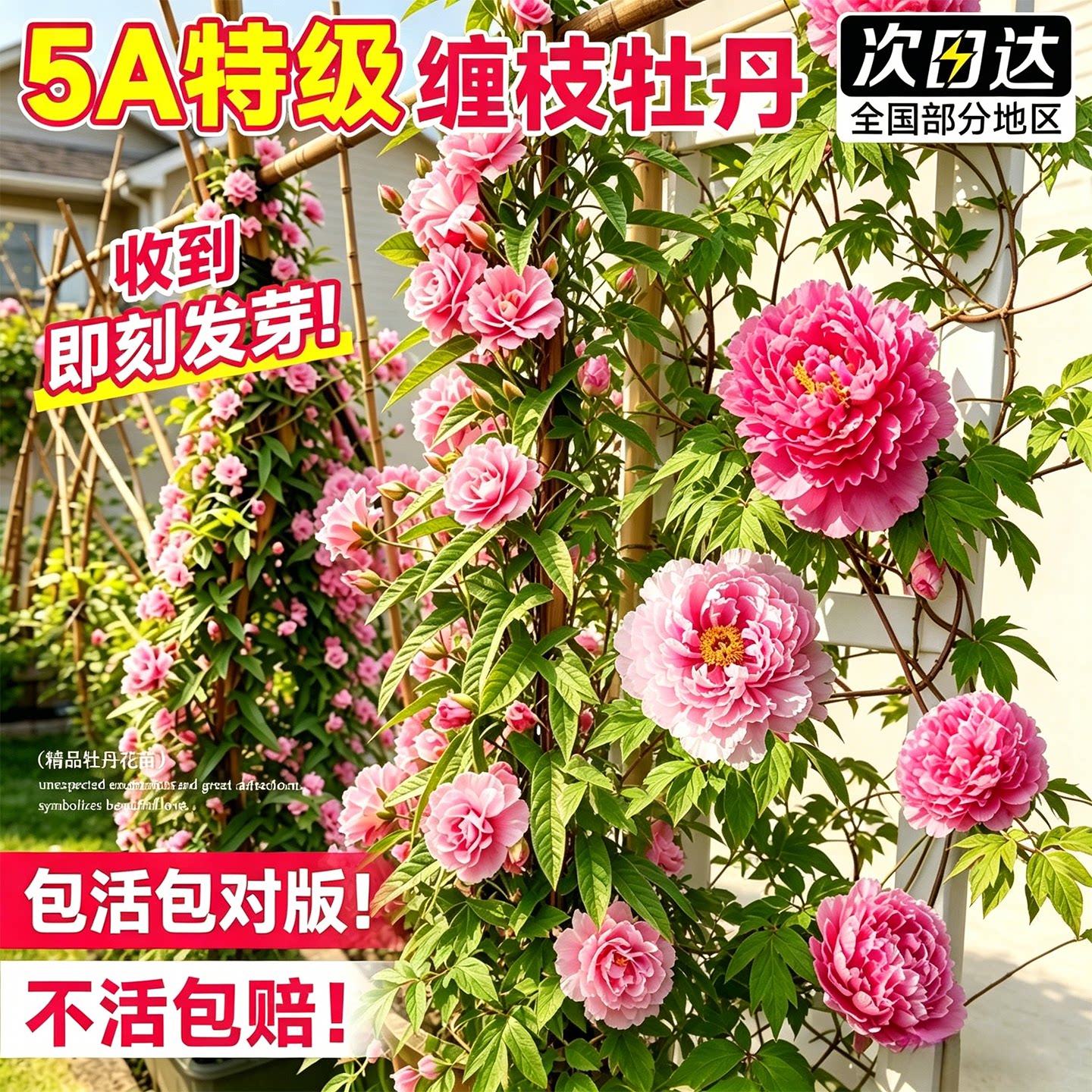 缠枝牡丹花根苗带芽种根重瓣花苗耐寒耐热多年生宿根粉色春化芽尖