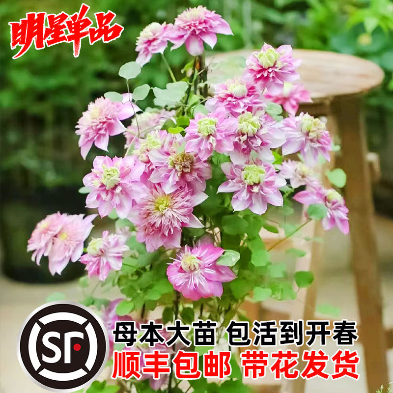 宽瓣皇帝铁线莲盆栽庭院喷泉丰花爬藤花卉阳台花卉绿植大花多季