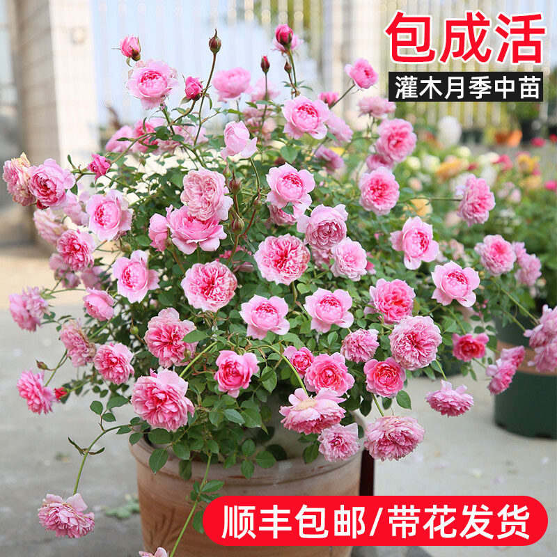 月季花苗盆栽灌木中苗带花浓香四季开花绿植物室内阳台蔷薇玫瑰花