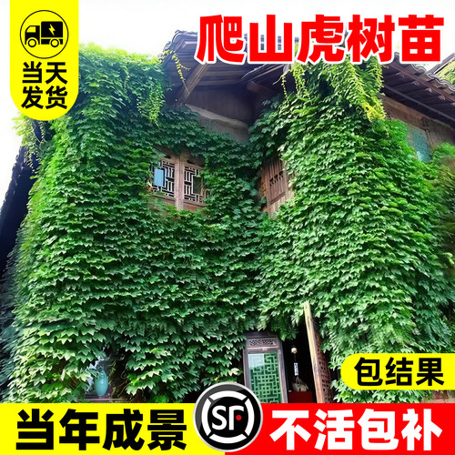 【热销榜top产品】爬山虎树苗