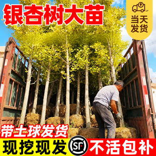 银杏树大苗早金绿叶白果树室外庭院地栽行道树老桩南北方种植大树