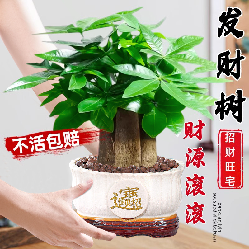 精品大盆三杆发财树盆栽带盆栽好