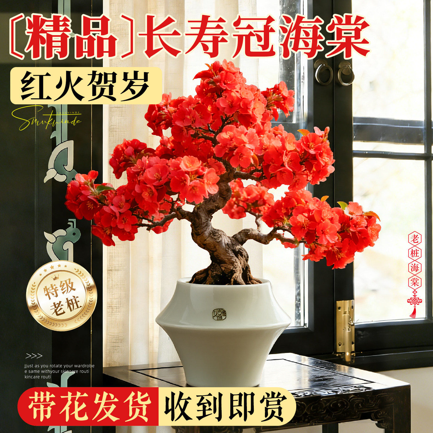 四季海棠花盆栽树苗重瓣老桩大花室内客厅花苗植物四季鲜花卉开花