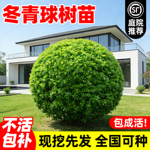 冬青球树苗室外庭院别墅耐寒绿化篱笆墙风景树四季常青小叶黄杨球
