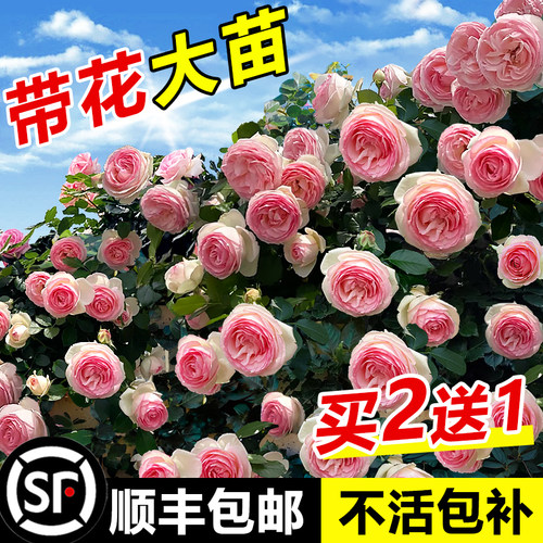 1米8带花大苗蔷薇花爬藤包活一年