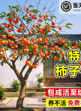 特大号柿子树苗庭院果树脆甜火晶柿子苗嫁接树苗南北方耐寒水果苗