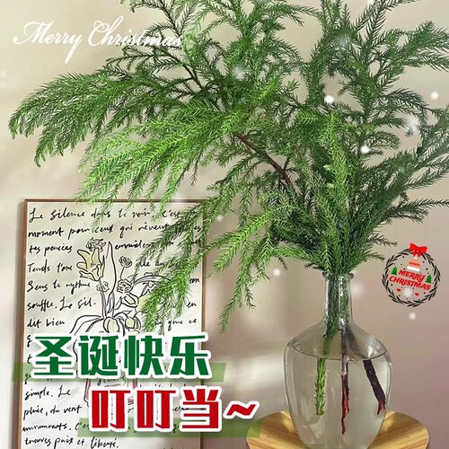 天竺少女松鲜切圣诞树桌面