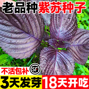 新品种紫苏种子大叶种孑食用双面红紫苏籽四季耐热阳台盆栽蔬菜种