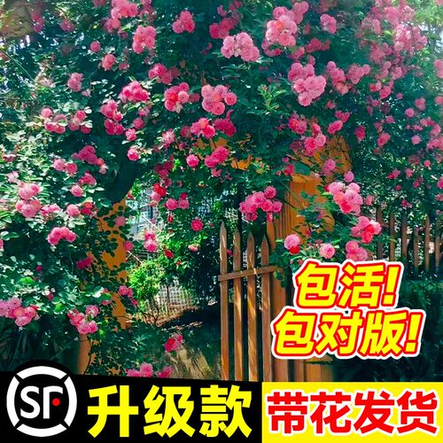蔷薇月季花苗爬藤四季好养