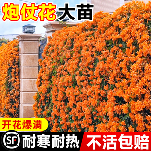 炮仗花爬藤植物中华凌霄花老桩盆栽庭院阳台攀援花卉大苗四季耐寒
