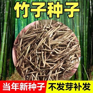 竹子种子苗户外庭院绿化紫竹黄金竹罗汉竹耐寒南北方大型毛竹种籽