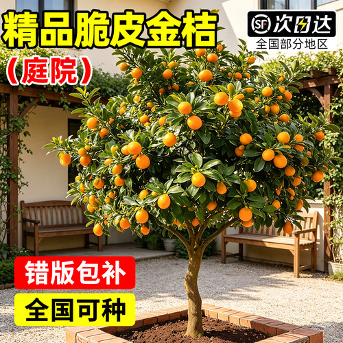 【平台推荐】庭院精品脆皮金桔