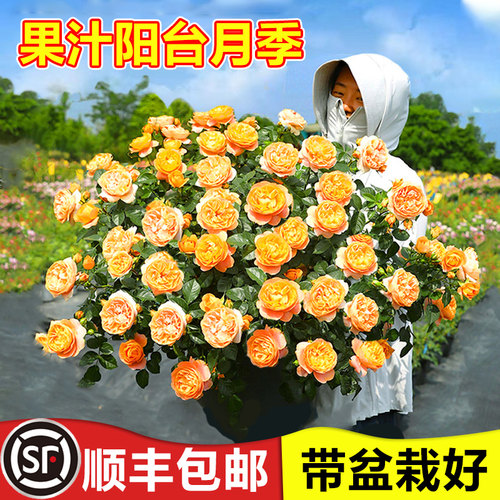 果汁阳台月季花苗特大灌木