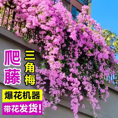平台推荐诚信卖家爬藤植物三角梅