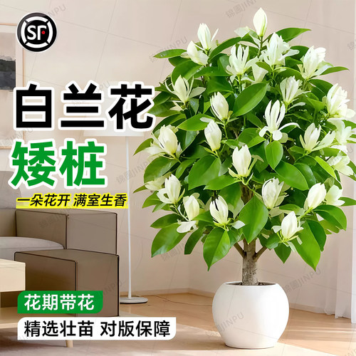 【回购榜top产品】白兰花盆栽