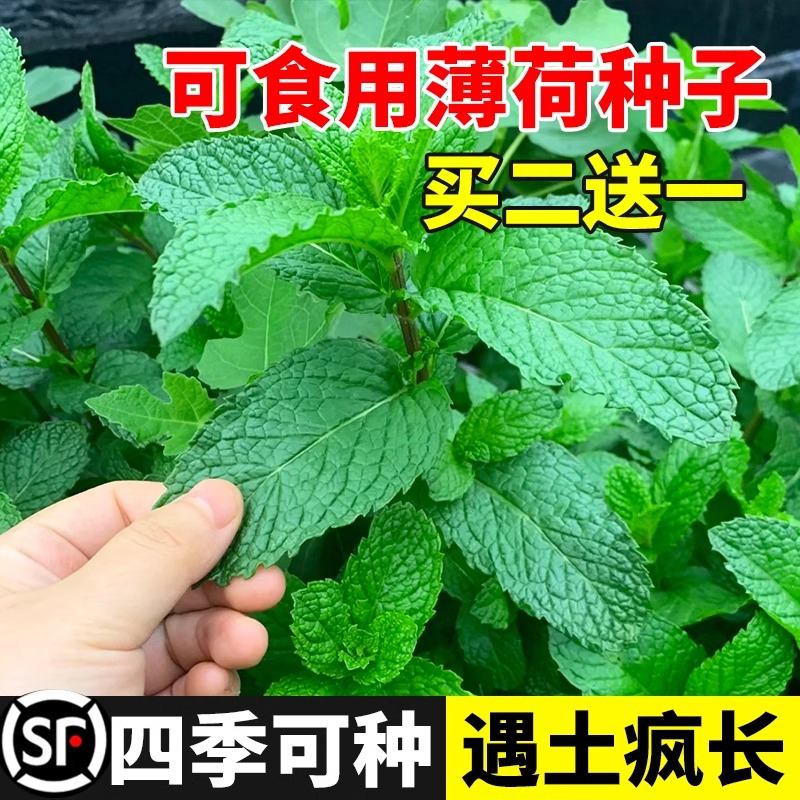 可食用薄荷种籽子留兰香猫薄荷苗四季播种驱蚊虫植物盆栽花种子孑