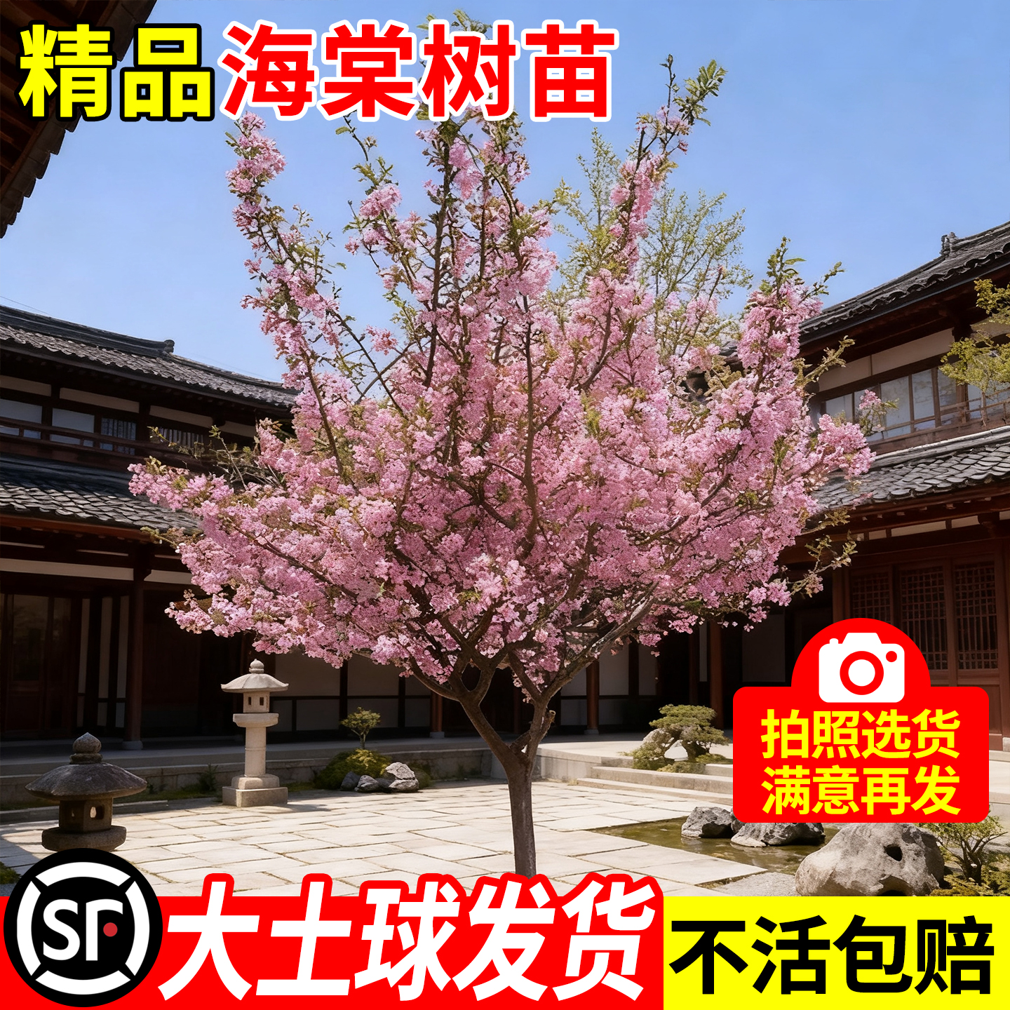 垂丝海棠花树苗庭院高杆大树