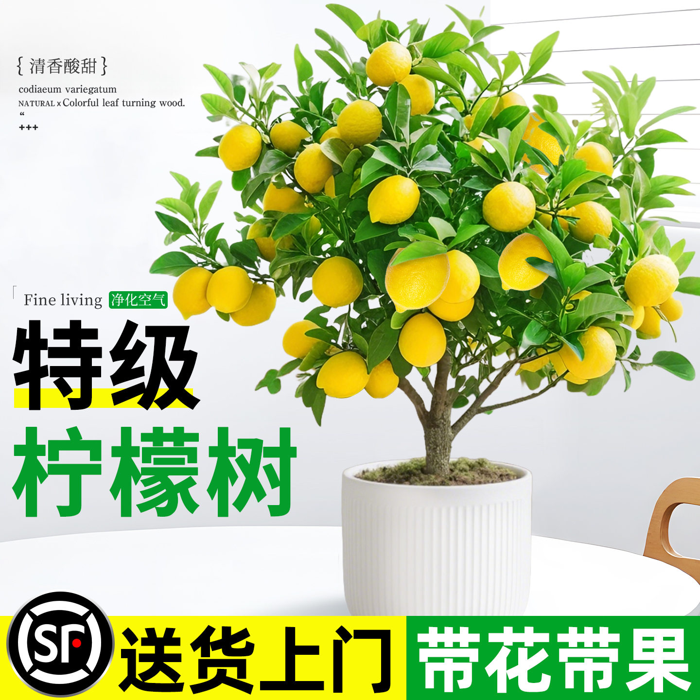特级香水柠檬树盆栽室内桌面绿植带果发货阳台植物可食用果树果苗