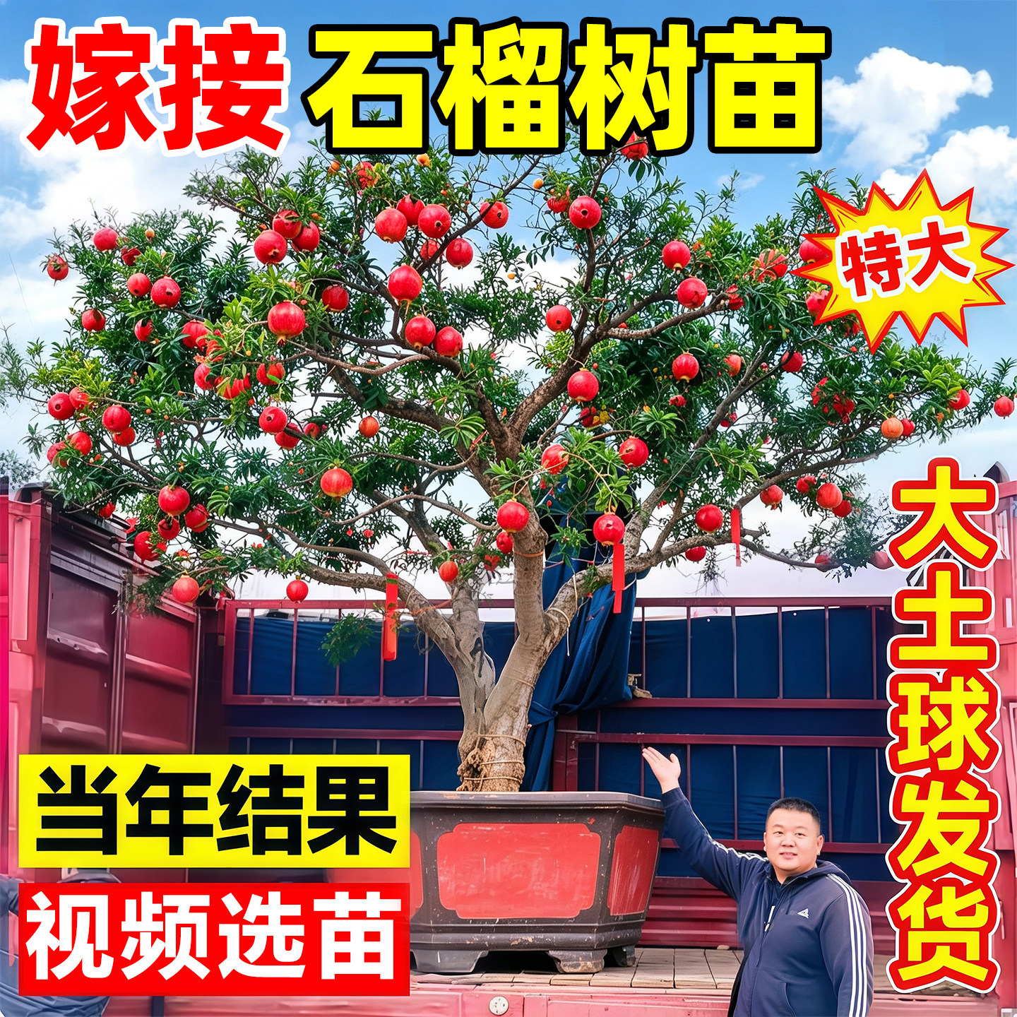 嫁接石榴树树苗突尼斯软籽无籽蒙阳红石榴苗地栽庭院特大带土果树