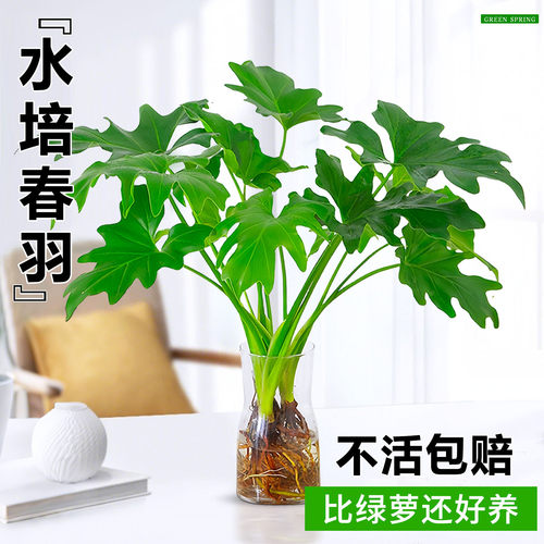 水培植物春羽盆栽客厅办公室内桌面好养绿植水养春雨龟背竹去甲醛