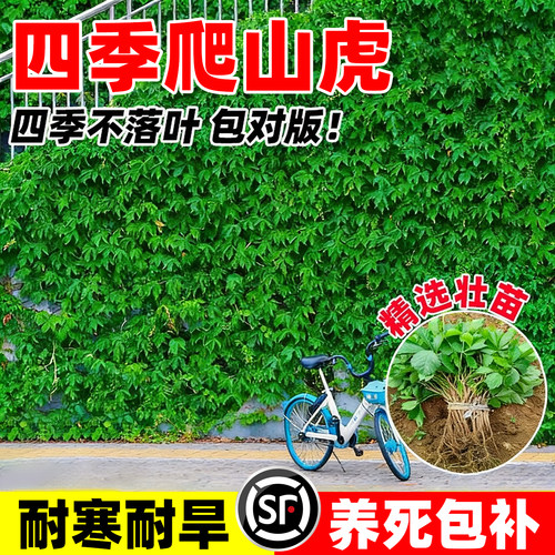 【热销榜top产品】爬山虎树苗