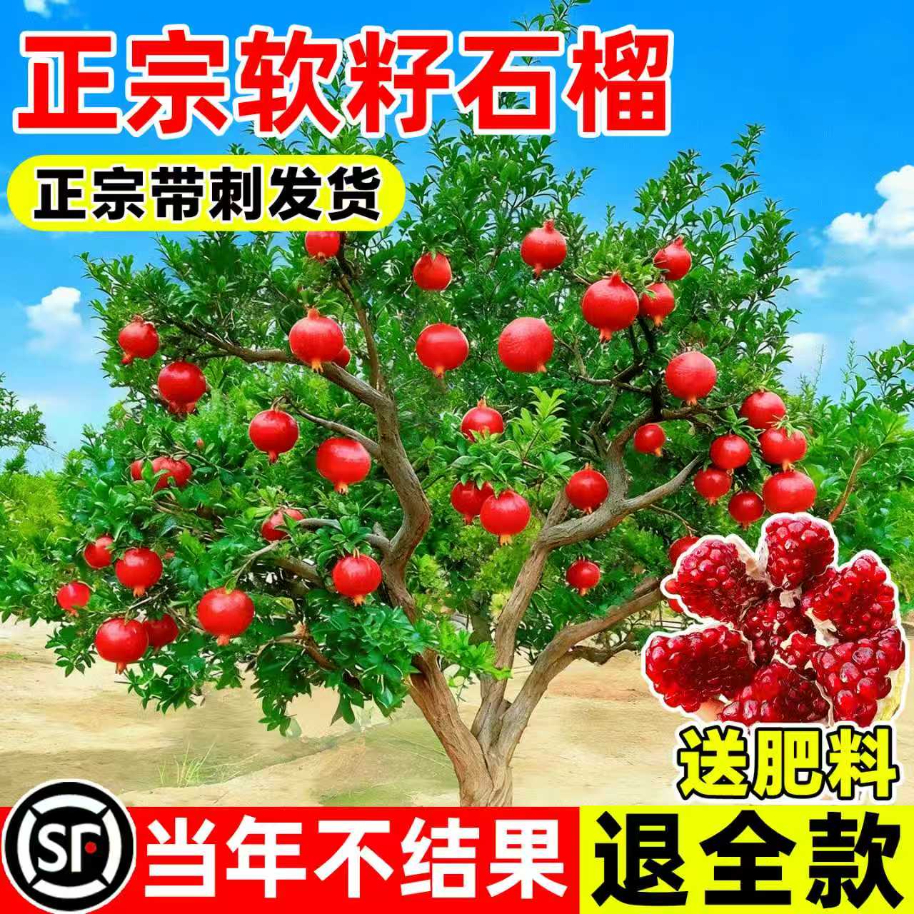 特大石榴树苗果树盆栽突尼斯软籽无籽蒙阳红石榴庭院地栽带土果苗