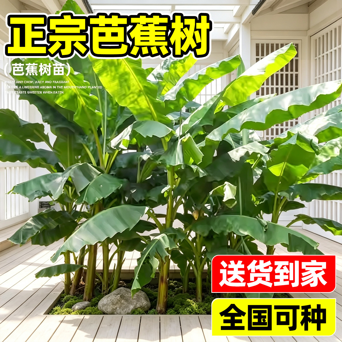 【回购榜top】正宗芭蕉树图片
