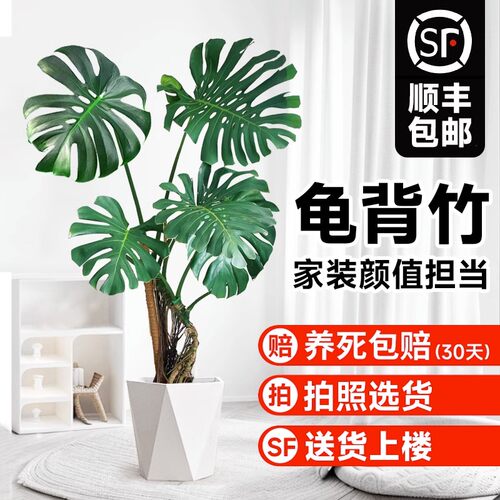 龟背竹客厅大盆栽老桩植物