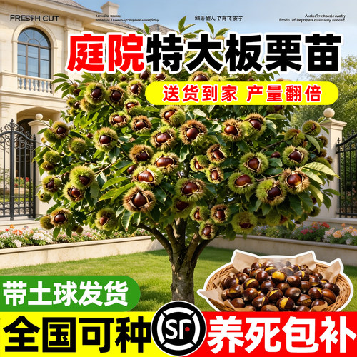 【热销榜top】庭院特大板栗苗