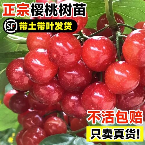 车厘子南北方种植樱桃树苗矮化