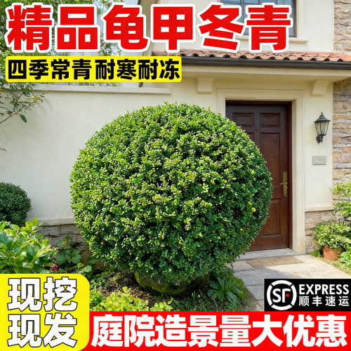 【爆款热销5万+】龟甲冬青球