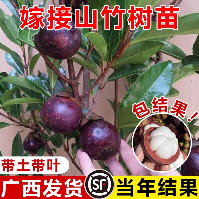 泰国山竹树苗带果四季盆栽岭南黄金山竹嫁接无籽种植果树果苗南方图片