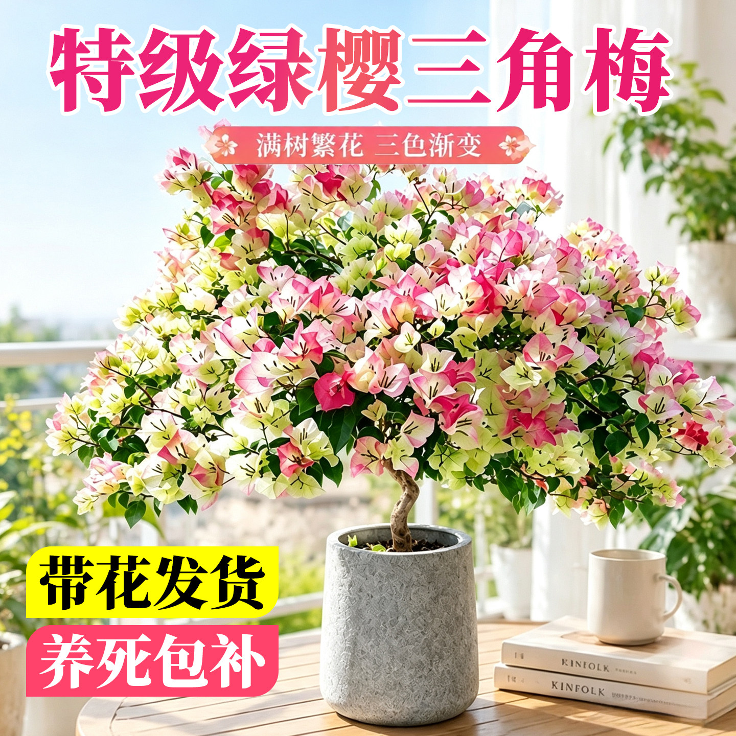 特级绿樱三角梅盆栽大苗四季勤花阳台庭院重瓣爬藤绿植木质化老桩